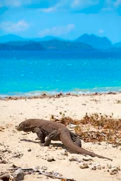 Komodo Dragon Stock Photos