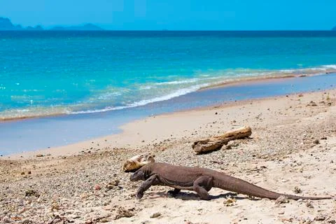 Komodo Dragon Stock Photos