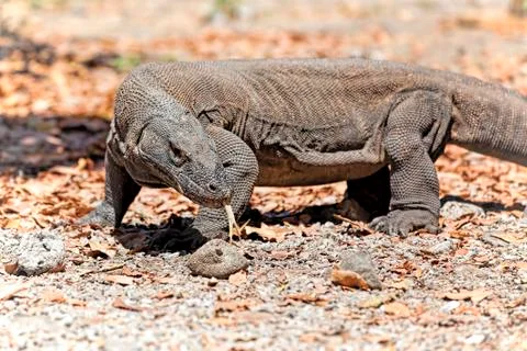 Komodo Dragon Stock Photos