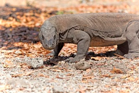 Komodo Dragon Stock Photos