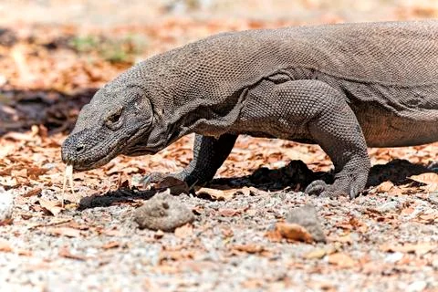 Komodo Dragon Stock Photos