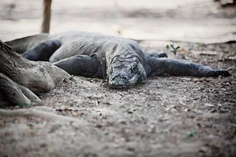 Komodo Dragon Stock Photos