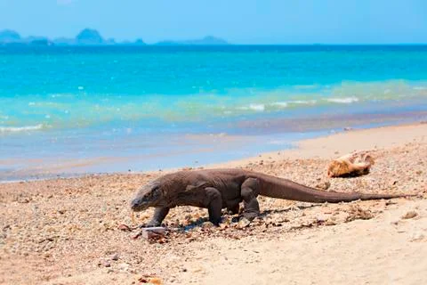 Komodo Dragon Stock Photos