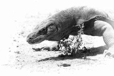 Komodo Dragon Stock Photos