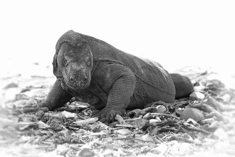 Komodo Dragon Stock Photos