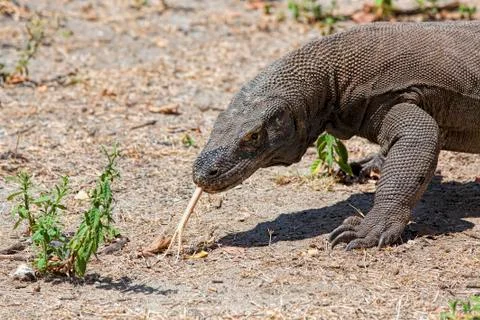 Komodo Dragon Stock Photos
