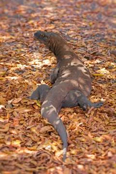 Komodo Dragon Stock Photos