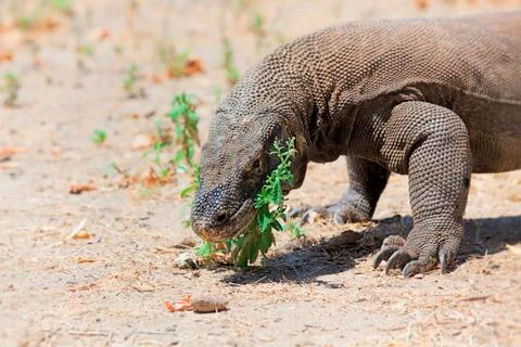 Komodo Dragon Stock Photos