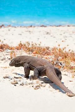 Komodo Dragon Stock Photos