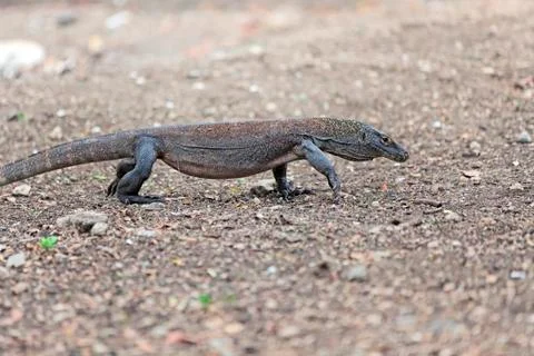 Komodo Dragon Stock Photos