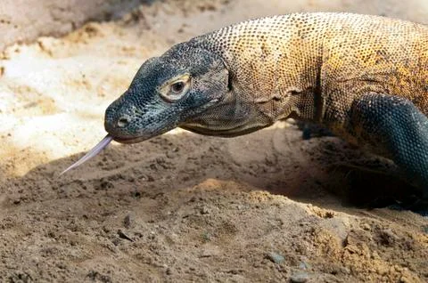 Komodo dragon Stock Photos
