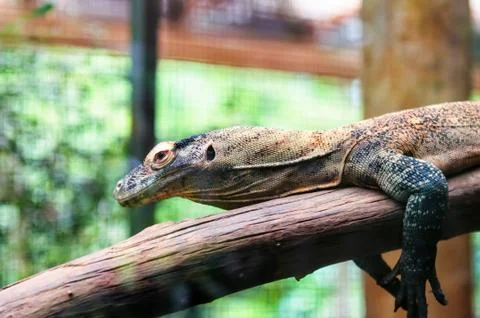 Komodo dragon Stock Photos