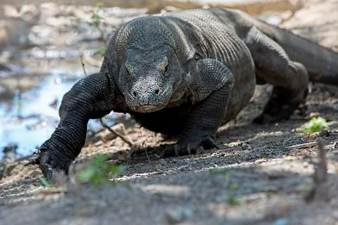 Komodo Dragon Stock Photos