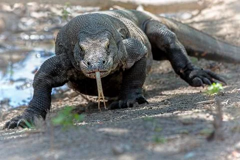 Komodo Dragon Stock Photos