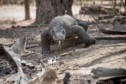 Komodo Dragon Stock Photos