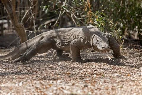 Komodo Dragon Stock Photos