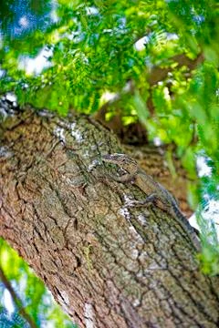 Komodo Dragon Stock Photos