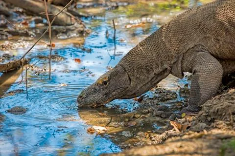 Komodo Dragon Stock Photos