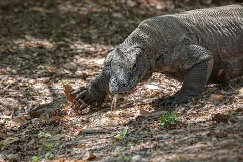 Komodo Dragon Stock Photos