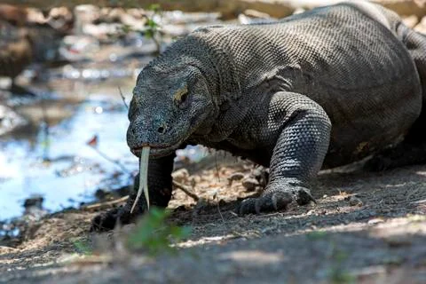 Komodo Dragon Stock Photos