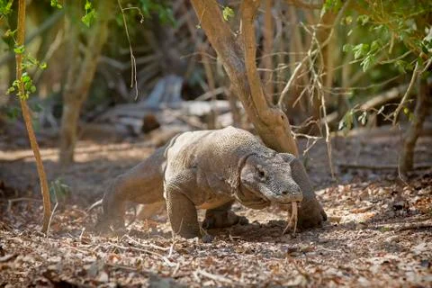 Komodo Dragon Stock Photos