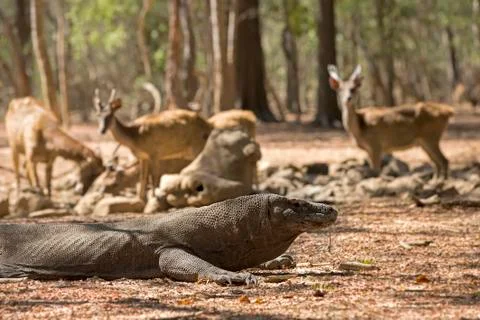 Komodo Dragon Stock Photos