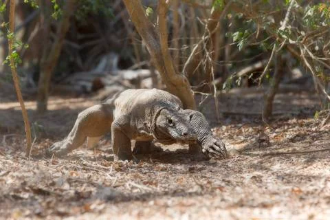 Komodo Dragon Stock Photos