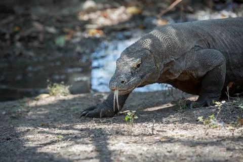 Komodo Dragon Stock Photos