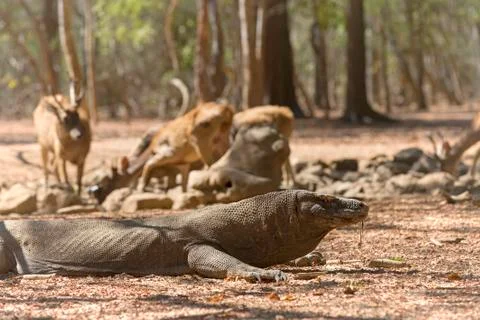 Komodo Dragon Stock Photos