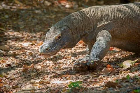 Komodo Dragon Stock Photos