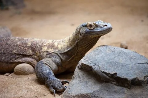 Komodo Dragon Photos