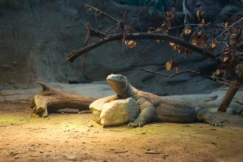 Komodo dragon 스톡 사진