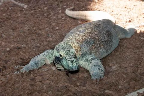 Komodo dragon Stock Photos