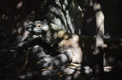 Komodo dragon Stock Photos
