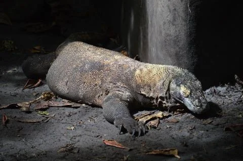 Komodo dragon Stock Photos