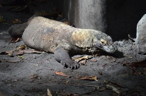 Komodo dragon Stock Photos