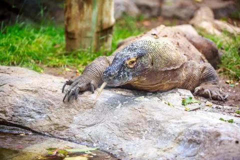Komodo dragon Stock Photos