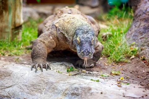Komodo dragon Foto stock