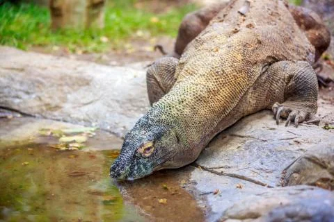 Komodo dragon Foto stock
