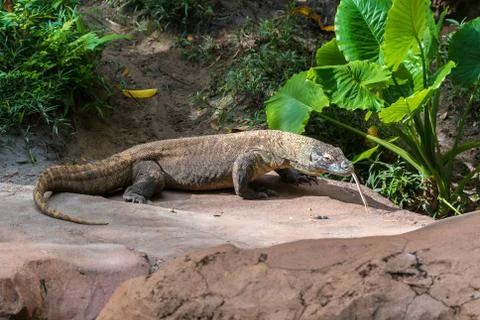 Komodo dragon Stock Photos