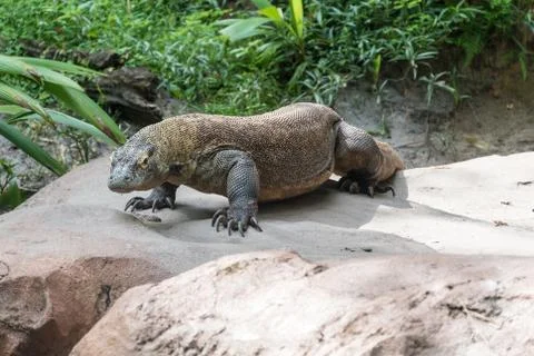 Komodo dragon Stock Photos