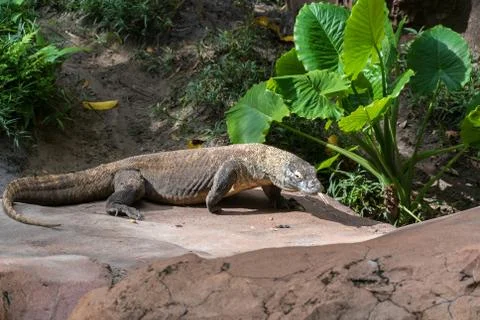 Komodo dragon Stock Photos