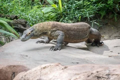 Komodo dragon Stock Photos