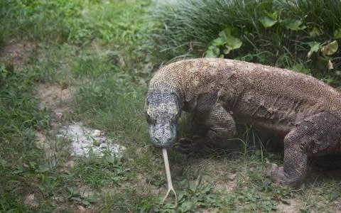 Komodo Dragon Stock Photos