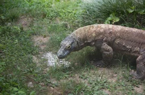 Komodo Dragon Stock Photos