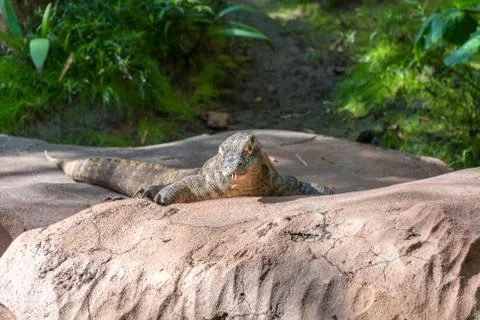 Komodo Dragon Stock Photos