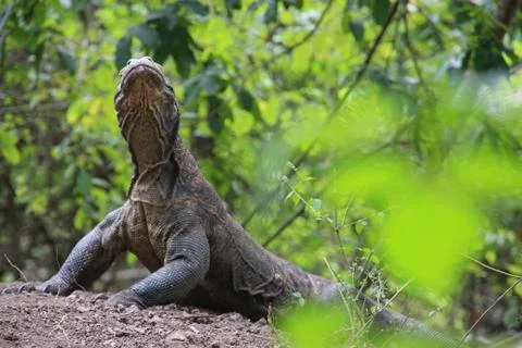 Komodo Dragon 스톡 사진
