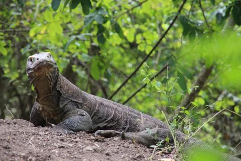 Komodo Dragon 스톡 사진
