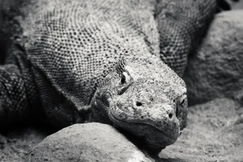 Komodo dragon Foto stock