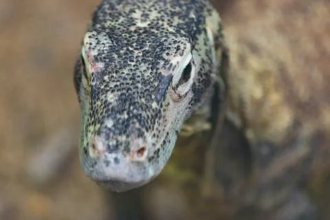 Komodo Dragon Stock Photos